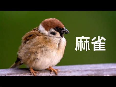 麻雀飛進家裡號碼|【家裡飛進麻雀】家裡飛進麻雀！風水大解析，暗示了什麼美好的。